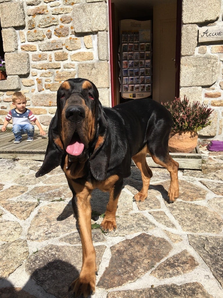 Publication : du domaine de kérouant Auteur : IOB