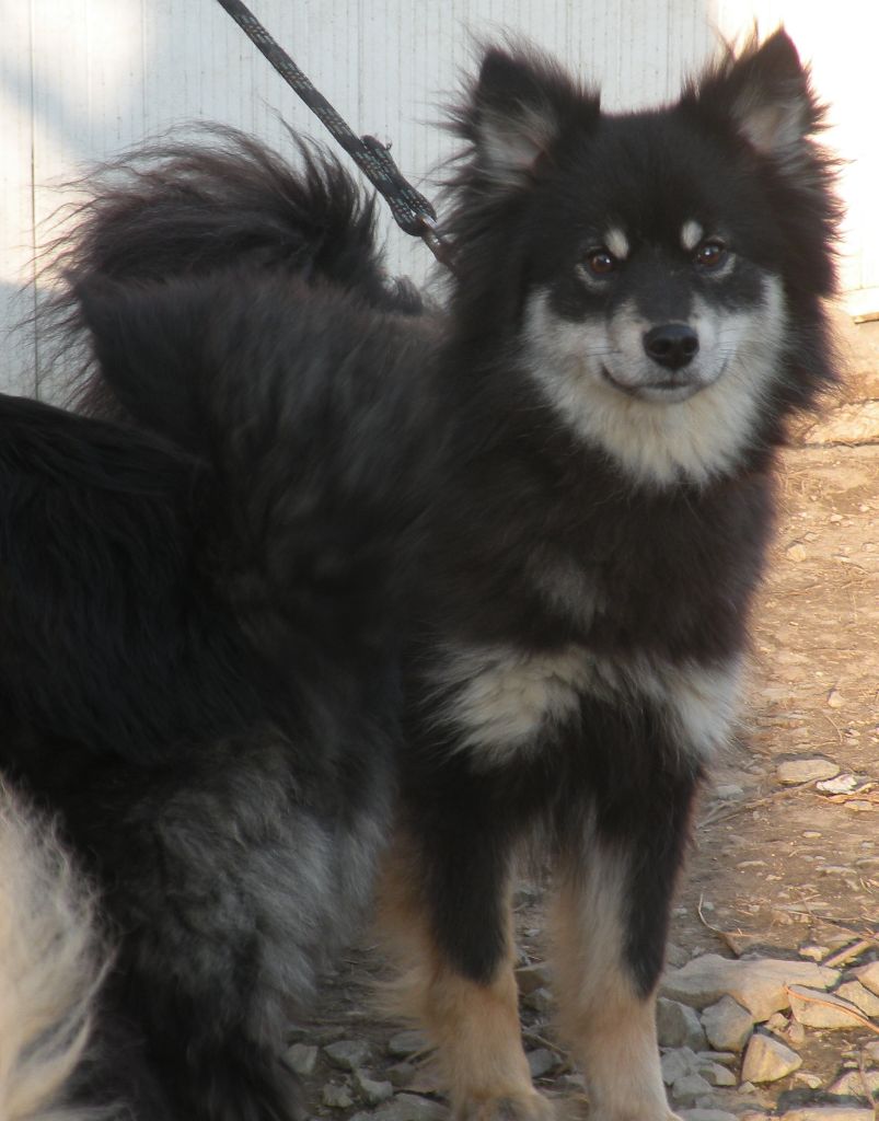 Publication : Des royaumes du grand nord Auteur : royaumes