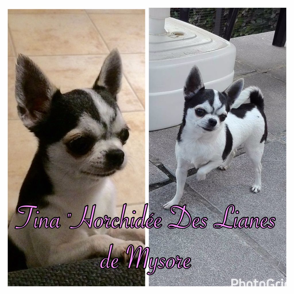 Horchidée dite tina Des lianes de mysore