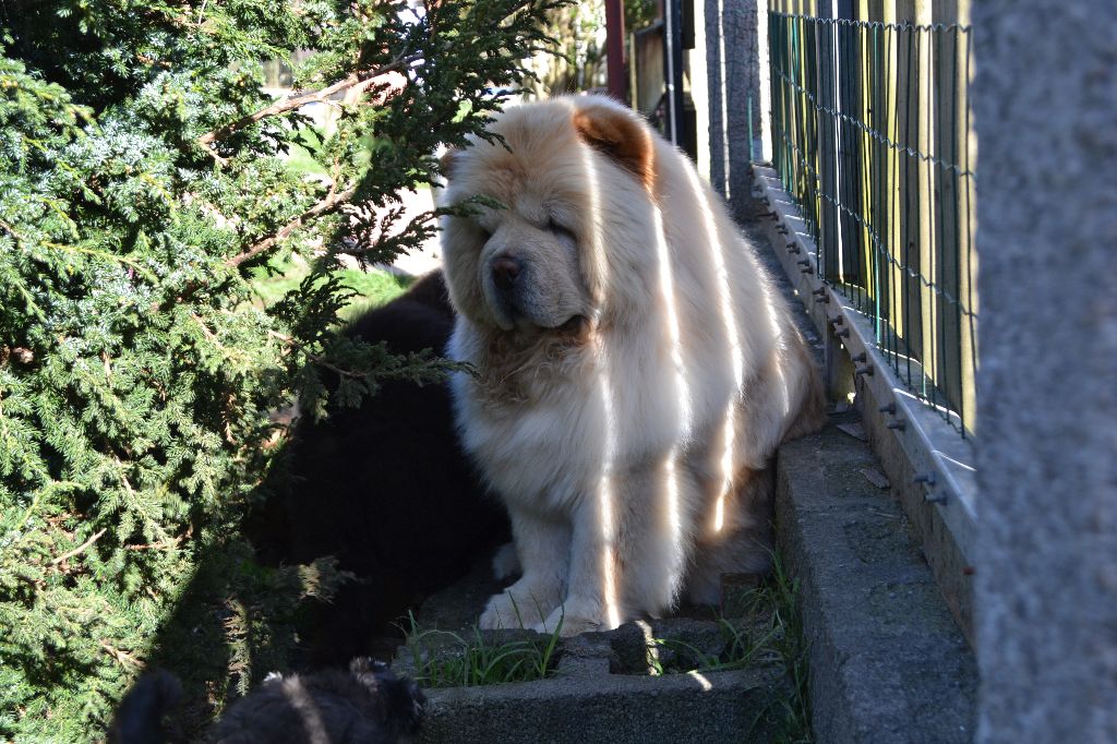 Jin-ho du Yang tse Kiang