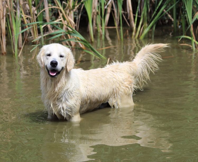 Publication : Hearunes Auteur : domaine de childen