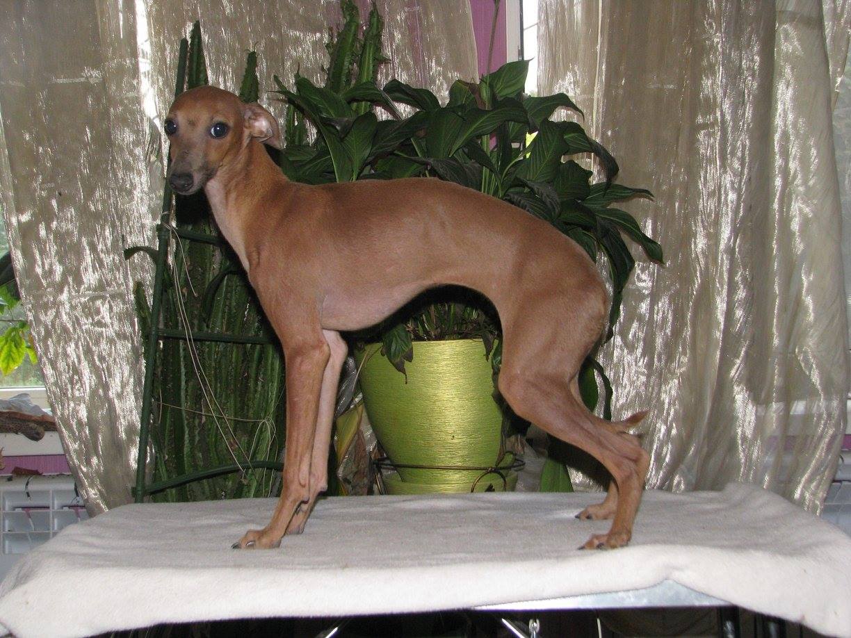 Publication : Pyarisarna 