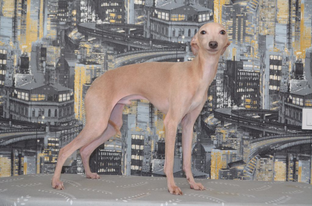 Publication : Pyarisarna