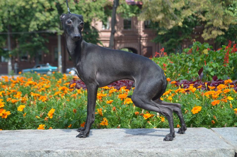 Publication : Pyarisarna 