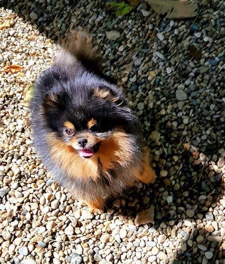 Publication : du royaume des petits Anges