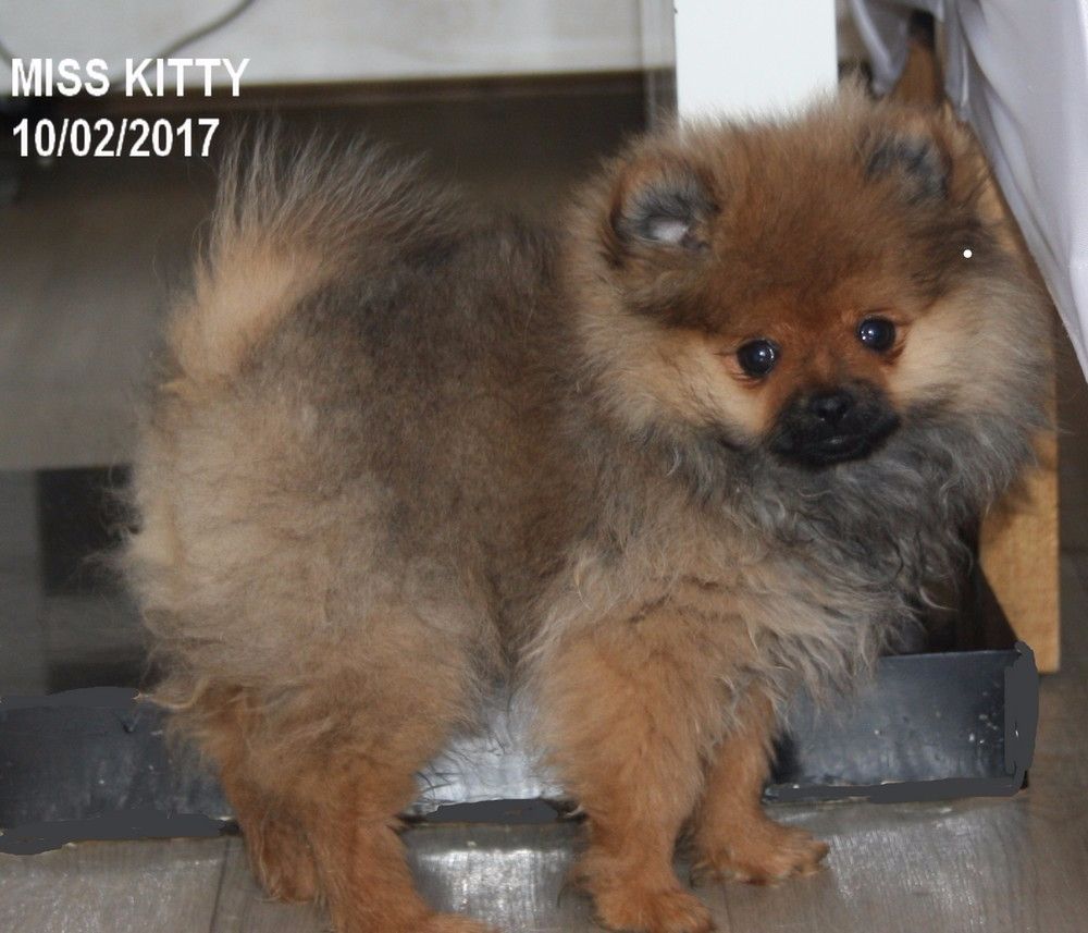 Miss- kitty des Jardins de l'Atlantique