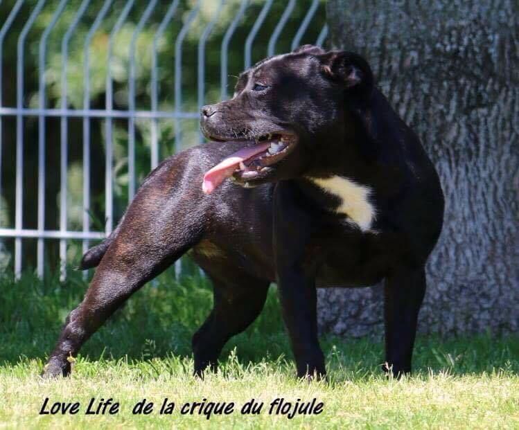 Love life De la crique du Flojule