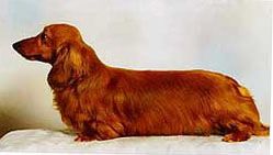 CH. cliffmere Acclaim for ralines