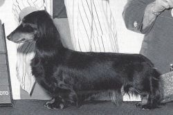 CH. sleepytime's Ohio export