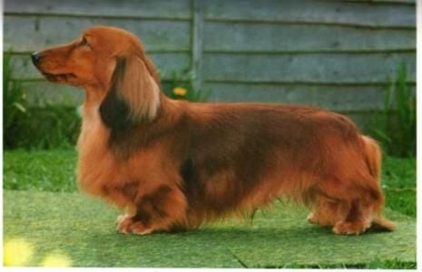 CH. kizzhar Kavalcade