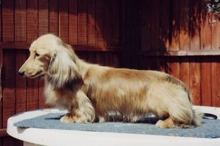 CH. maundowne Magnum at ralines