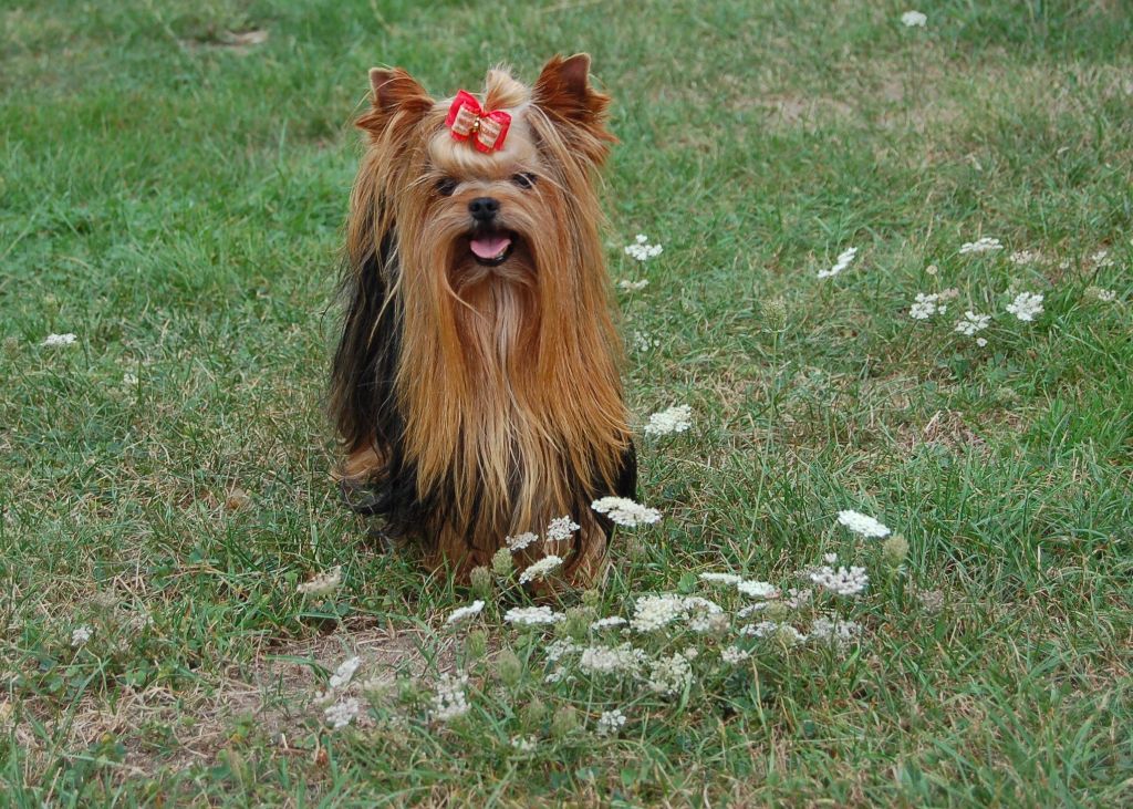 Publication : du domaine de Syrinx Auteur : Evelyne Rouchier