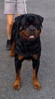 Étalon Rottweiler - Like kaiser Du Sentier Aux Cèpes