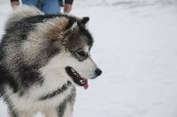 Étalon Alaskan Malamute - Alaskan Diamond Lincoln for freedom, dit loki