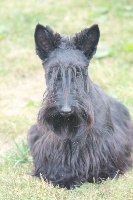 Étalon Scottish Terrier - Little gigolo Du domaine de montrose