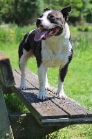 Étalon Staffordshire Bull Terrier - Woody's Original Juke
