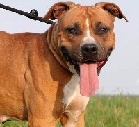 Étalon American Staffordshire Terrier - Lovely red pearl Class Back's