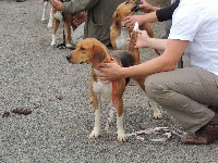 Étalon Beagle-Harrier - Lutece de la chaume à tous vents
