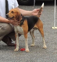 Étalon Beagle-Harrier - Legende de la chaume à tous vents