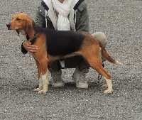 Étalon Beagle-Harrier - Legion de la chaume à tous vents