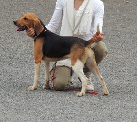 Étalon Beagle-Harrier - Malice De la riviere aux filles