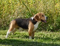 Étalon Beagle - Link De l'aigle de meaux