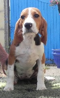Étalon Beagle - New look Des quatre jeudis
