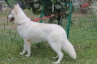 Étalon Berger Blanc Suisse - Litsy du plateau ardennais