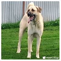 Étalon Berger Kangal - Star of Isis Livia kangal