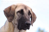 Étalon Berger Kangal - Mazal The Legend Of Kangal