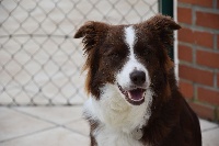 Étalon Border Collie - Nicki Des Pres Du Maca