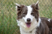 Étalon Border Collie - Nolwenn Des Pres Du Maca