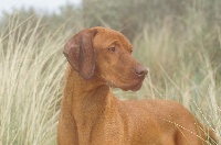 Étalon Braque hongrois à poil court (Vizsla) - La fouine du fond de chouck