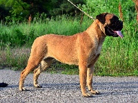 Étalon Bullmastiff - gold bonus Kiara sera toujours mon amour