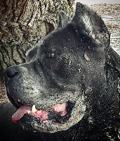 Étalon Cane Corso - Lady grey dell'Antiqua Apulia