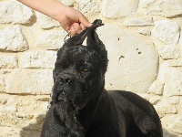 Étalon Cane Corso - Intuizione della scuderia de angelis