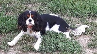 Étalon Cavalier King Charles Spaniel - Maïa dite joy Du Millésime Champenois