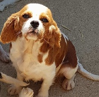 Étalon Cavalier King Charles Spaniel - Idéale des vents d'océan