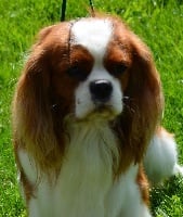 Étalon Cavalier King Charles Spaniel - Just a dream de Castelburry