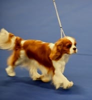 Étalon Cavalier King Charles Spaniel - Mary bel de Castelburry