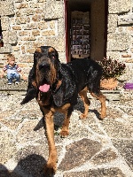 Étalon Chien de Saint-Hubert - Joy de la colline du bosc