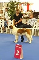 Étalon Chien du Saint-Bernard - Molly dit milka Des Caprices D'Apollo