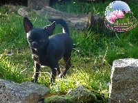 Étalon Chihuahua - Merlin des Mille et une Patte