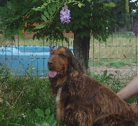 Étalon Cocker Spaniel Anglais - Leon du Bois Vayernaude