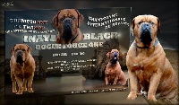Étalon Dogue de Bordeaux - CH. Inaya black Dogue Force One