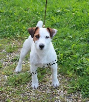 Étalon Jack Russell Terrier - Icare des Gres de Malleville
