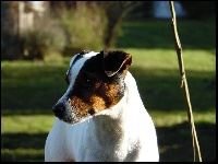 Étalon Jack Russell Terrier - Jarnac Shi's Pak