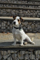 Étalon Jack Russell Terrier - Mino des Hauts-Marizys