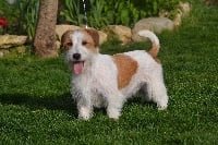 Étalon Jack Russell Terrier - Miska moska du Domaine De Léon De La Seille