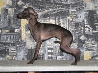 Étalon Petit Levrier Italien - Bahijah arabic coffe Pyarisarna